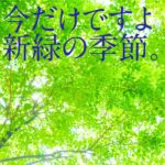 四月の新緑は散歩のご馳走。