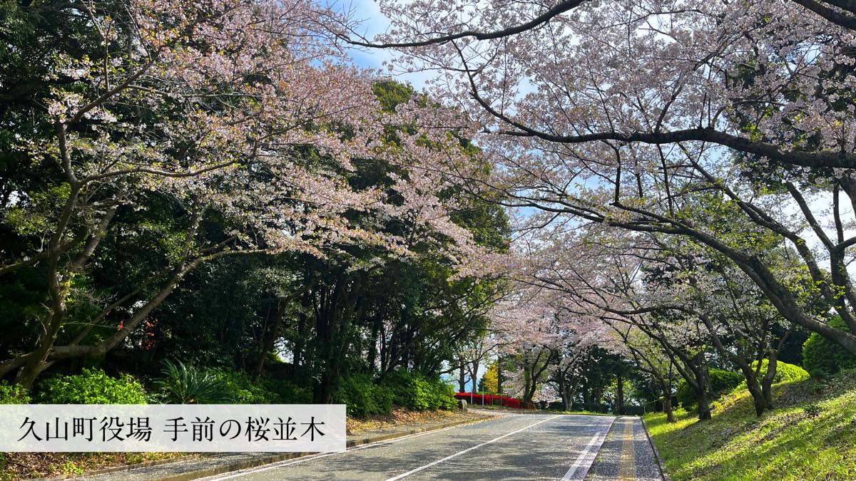 久山町役場 手前の桜並木