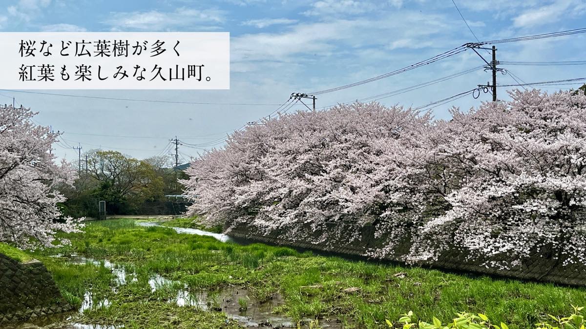 桜など広葉が多く紅葉も楽しみな久山町。